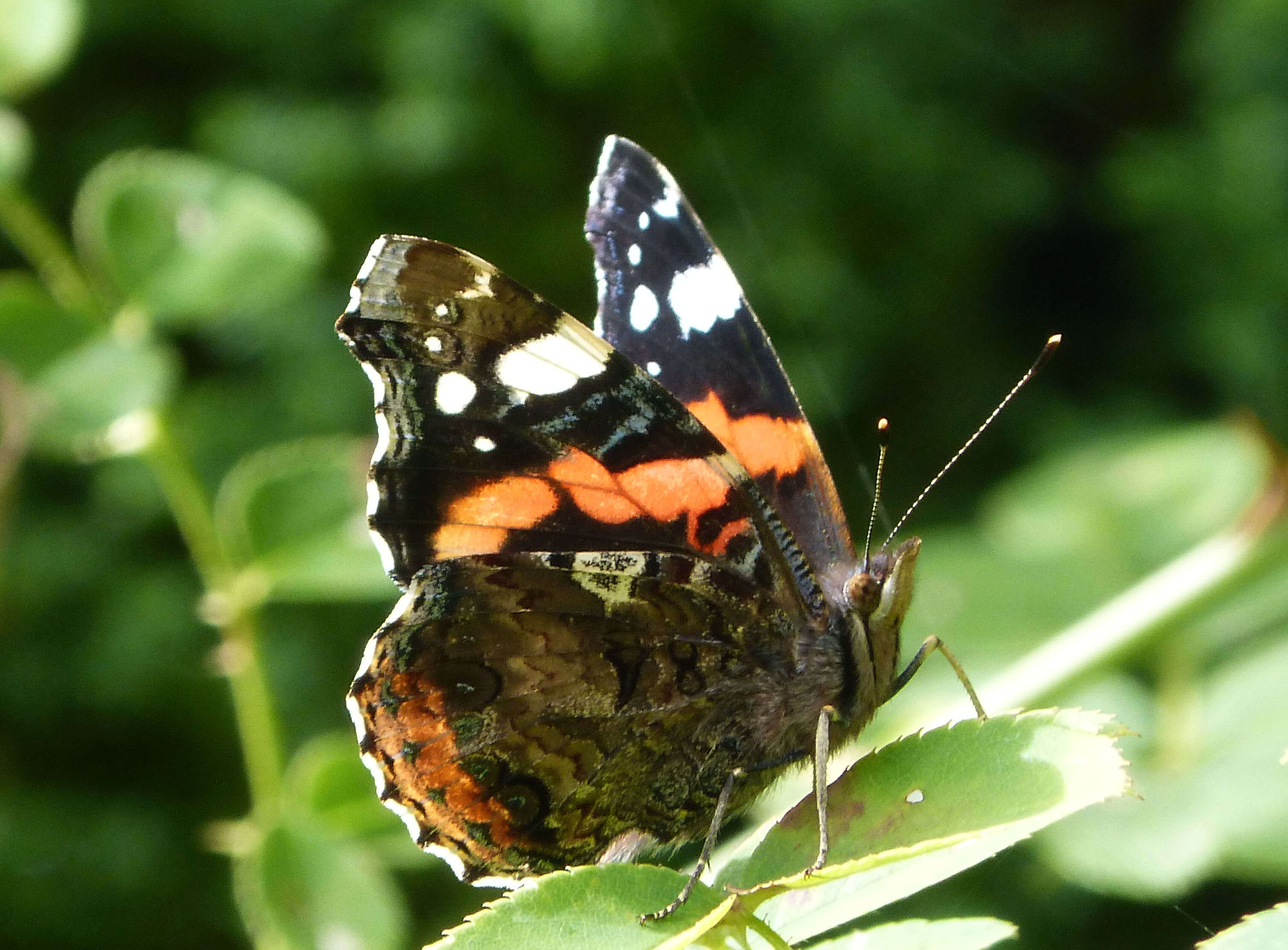 Image of Ladies and Red Admiral