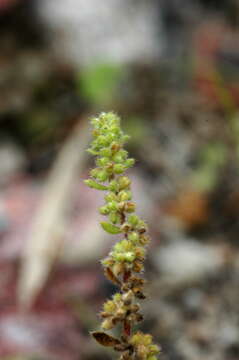 Image of hairy rupture-wort