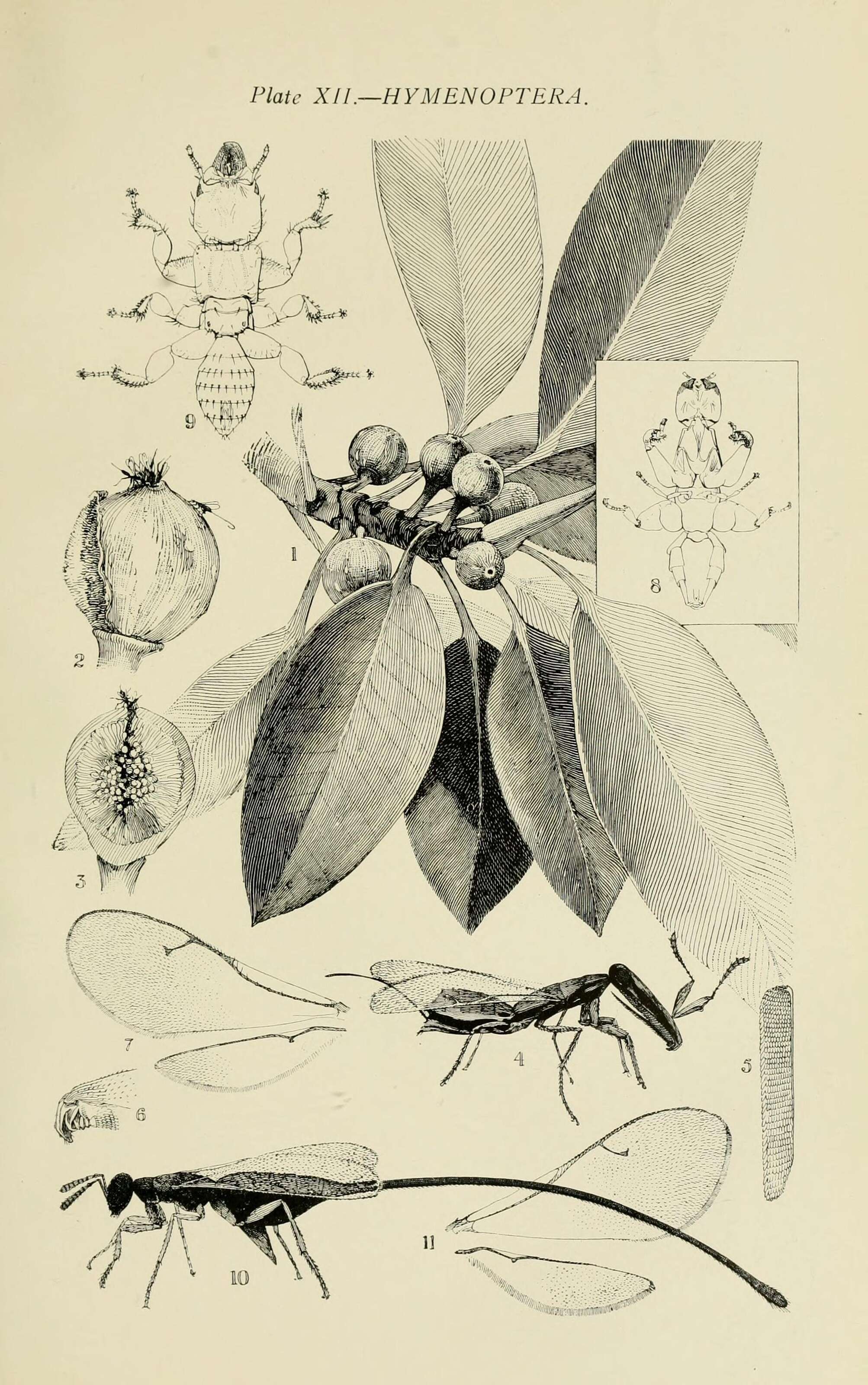 Image of Moreton Bay fig