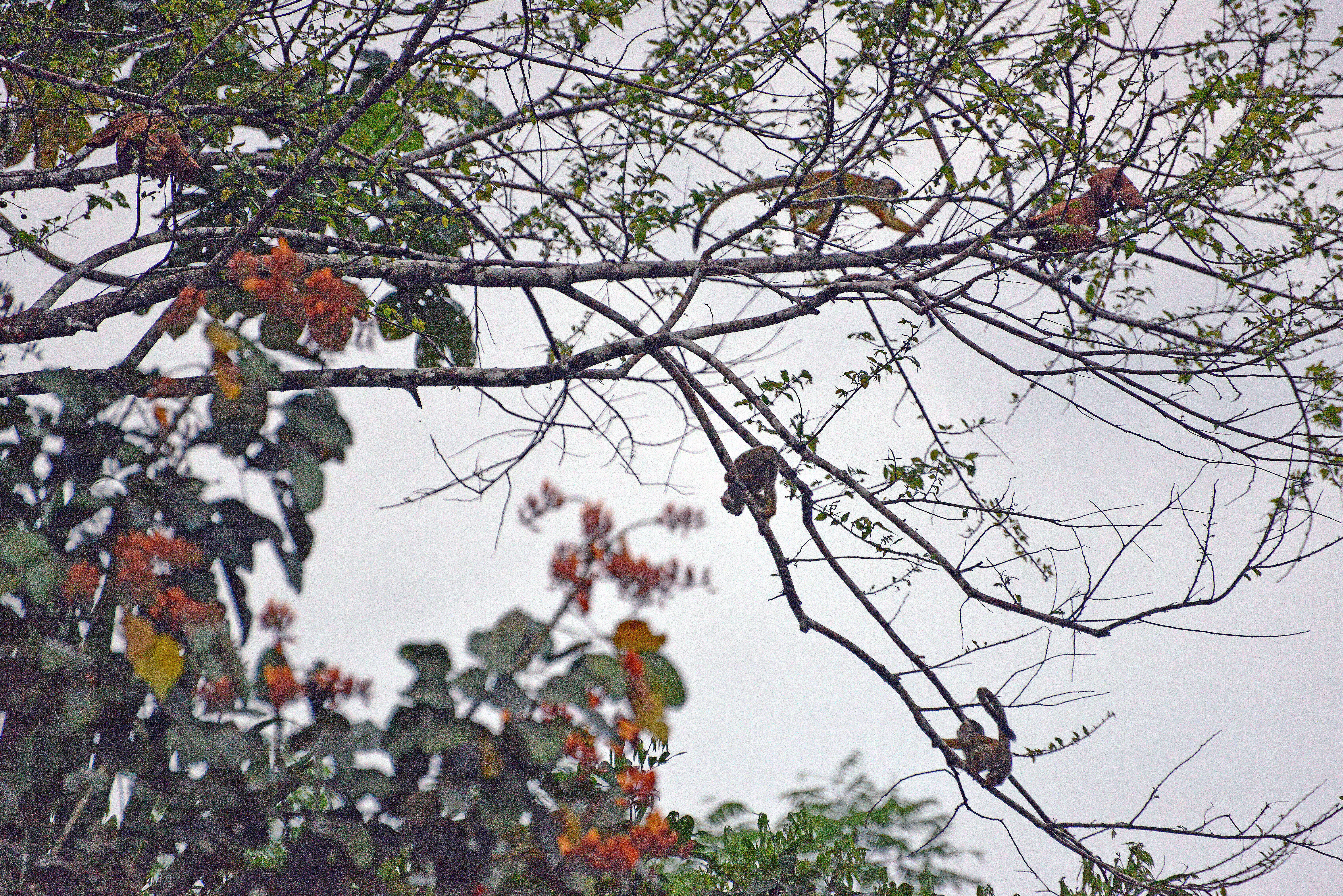 Image of Common Squirrel Monkey