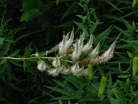 Image de Veronicastrum