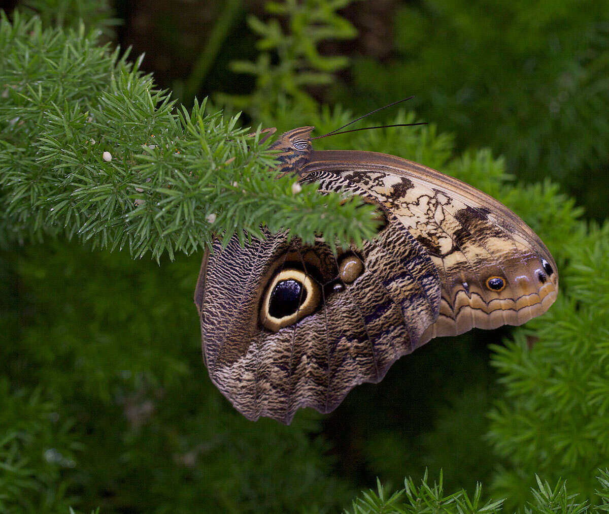 Imagem de Caligo eurilochus Cramer 1776