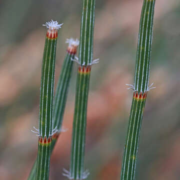 صورة Allocasuarina crassa L. A. S. Johnson