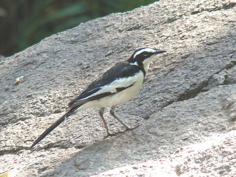 Image of Motacilla Linnaeus 1758