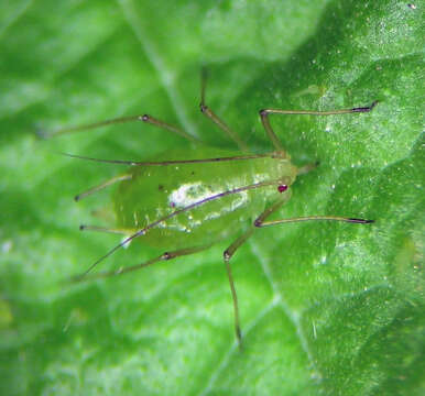 Image of Microlophium