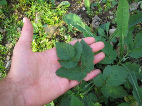 Image of bishop's goutweed