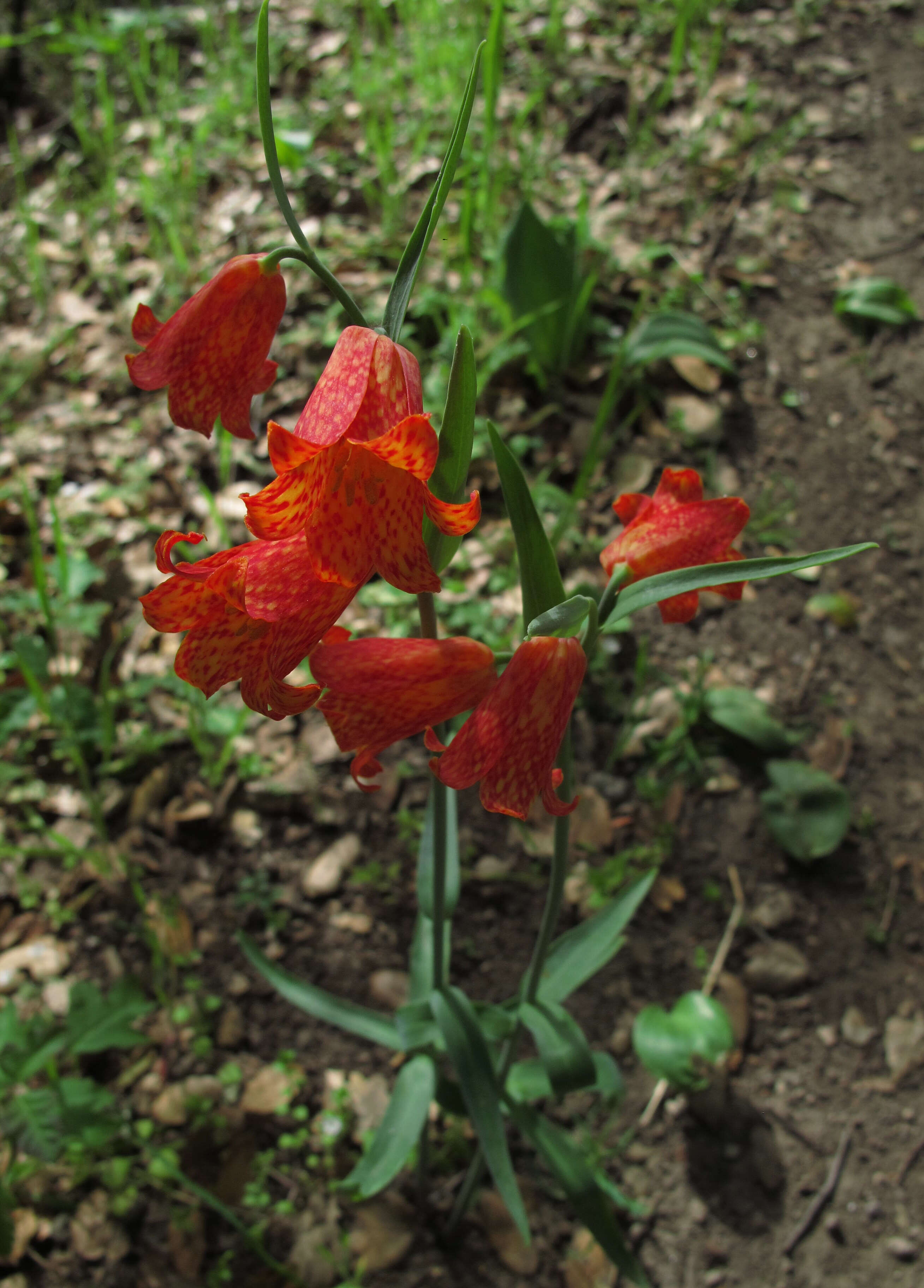 Image of fritillaries