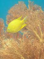 Image of Damselfish