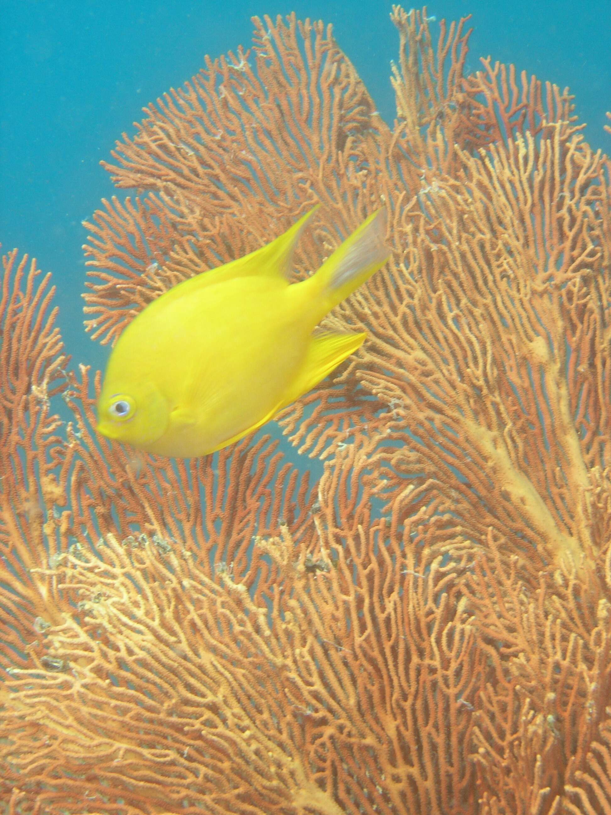 Image of Damselfish