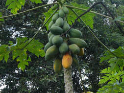 Image of papaya