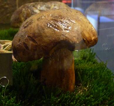 Image of Scarlet-stemmed Bolete