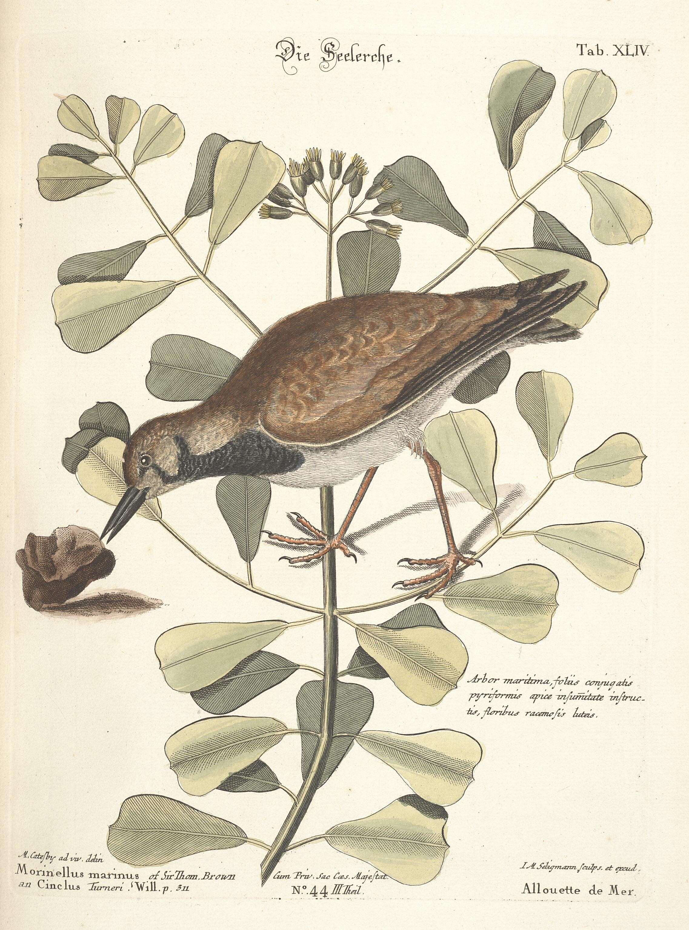 Image of Arenaria Brisson 1760