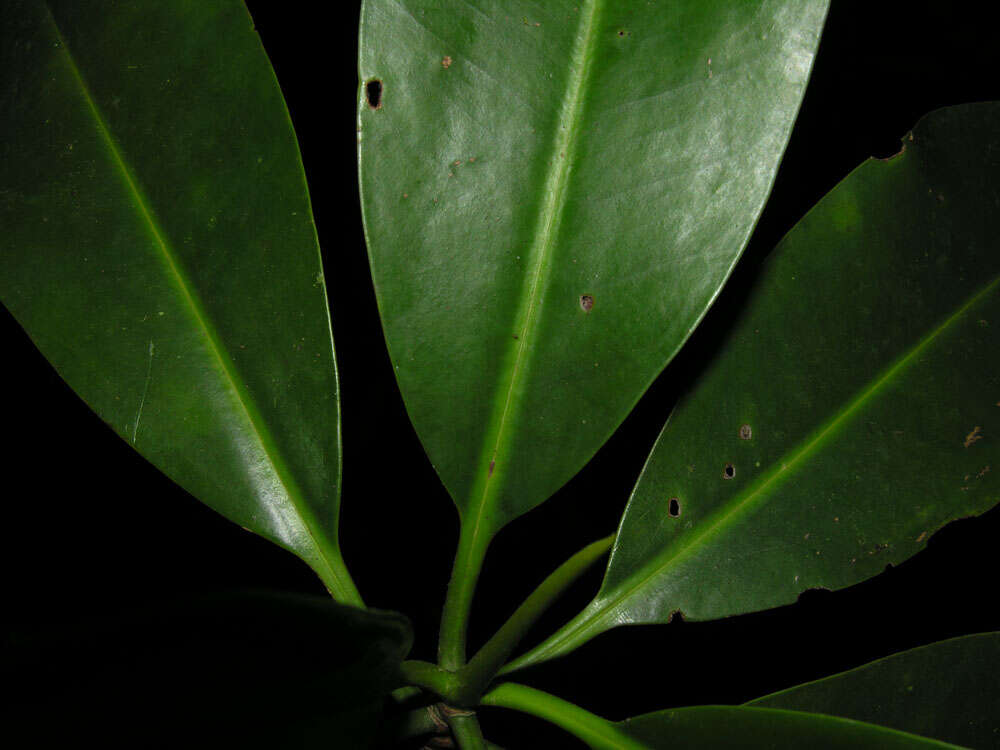 Image of mangrove