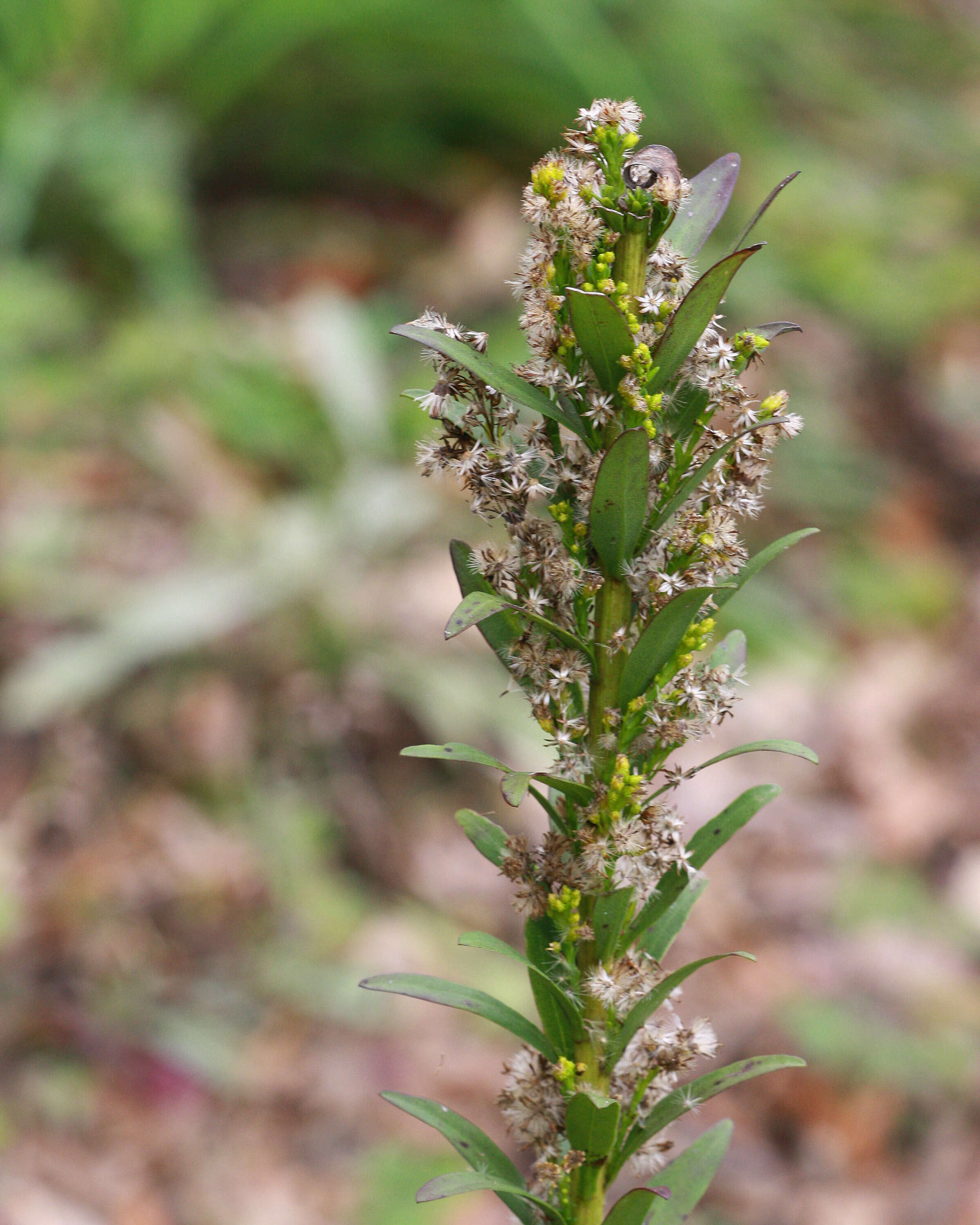 Image of seaside goldenrod