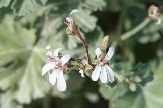 Image of Pelargonium fragrans Willd.