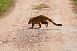 Image of Coati