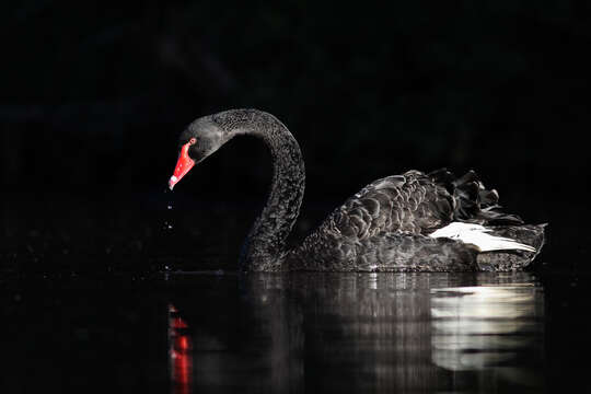 Image of Black Swan