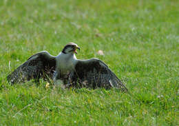 Image of Laggar Falcon