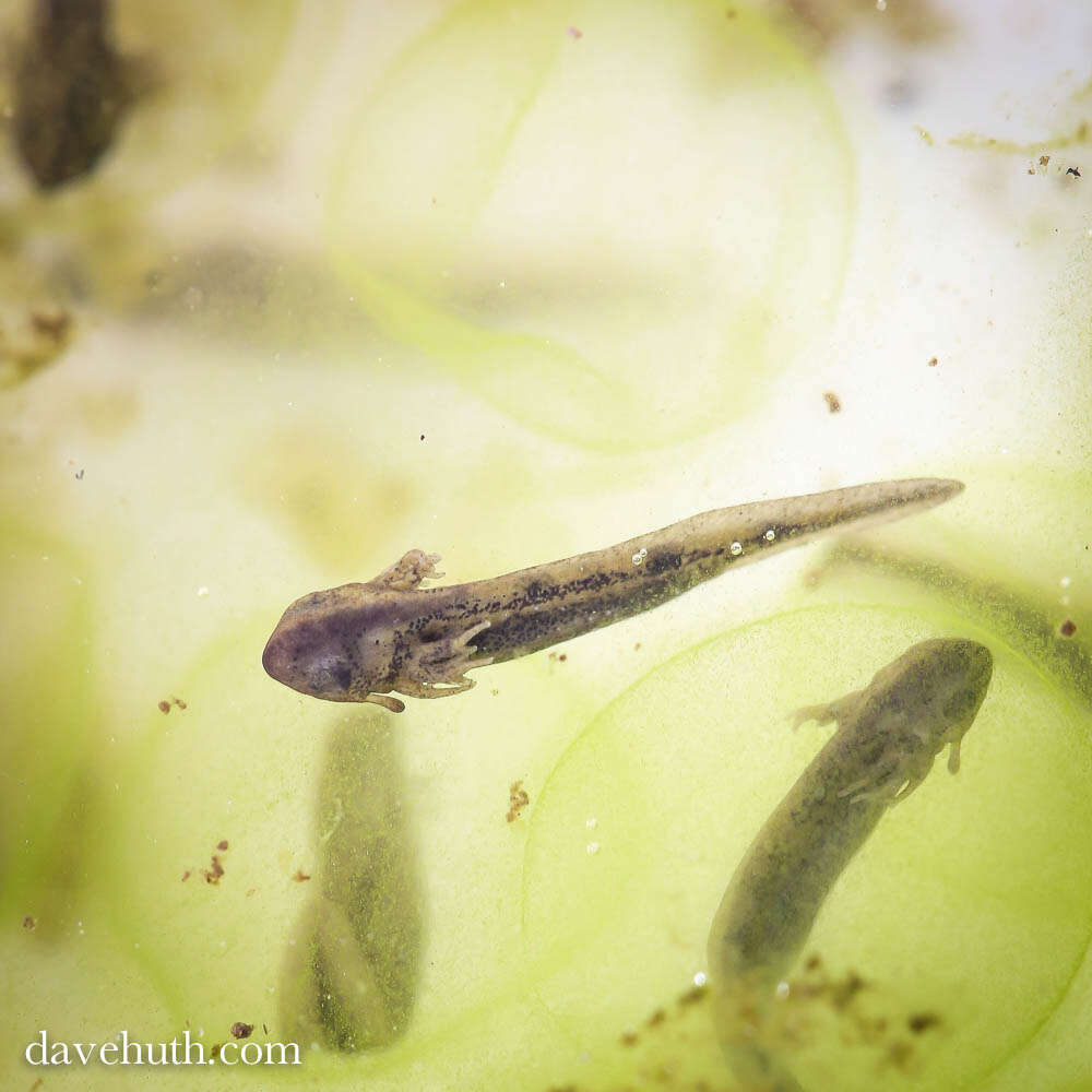 Image of mole salamanders