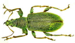 Image of Phyllobius