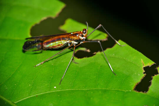 Image of Miasa nigromaculata Song, Webb & Liang 2014