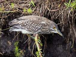 Image of Night Herons