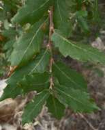 Sivun Quercus arizonica Sarg. kuva