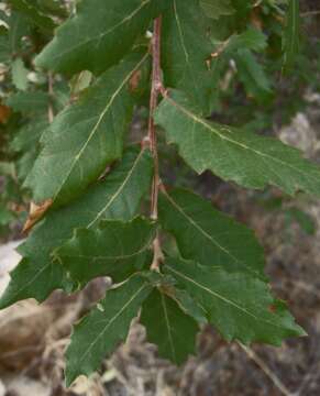 Imagem de Quercus arizonica Sarg.