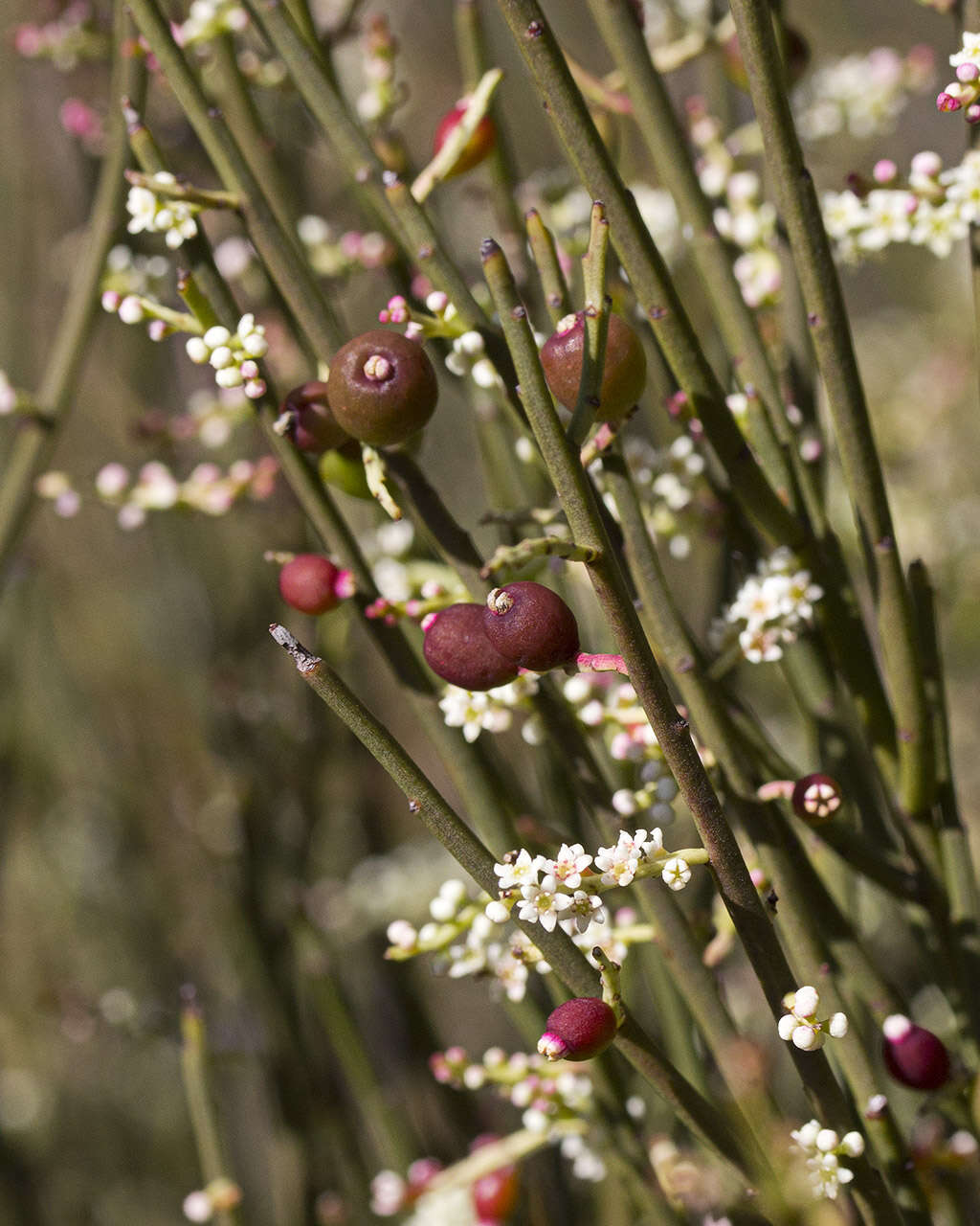 Image of Leptomeria