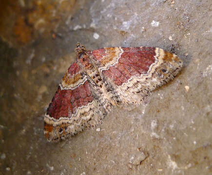 Image of Red Twin-spot Carpet