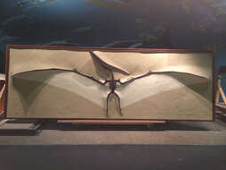 Image of Pteranodon ingens