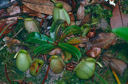 Image of Flask-Shaped Pitcher-Plant