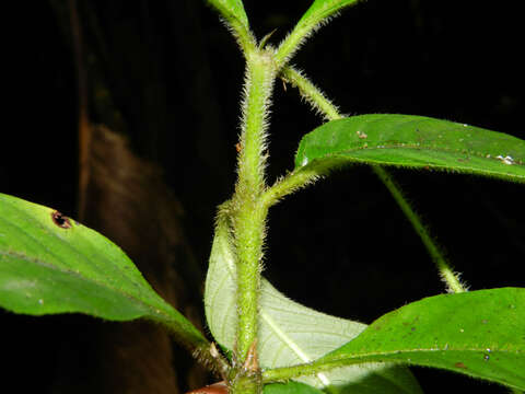 Image of Psychotria acicularis C. M. Taylor