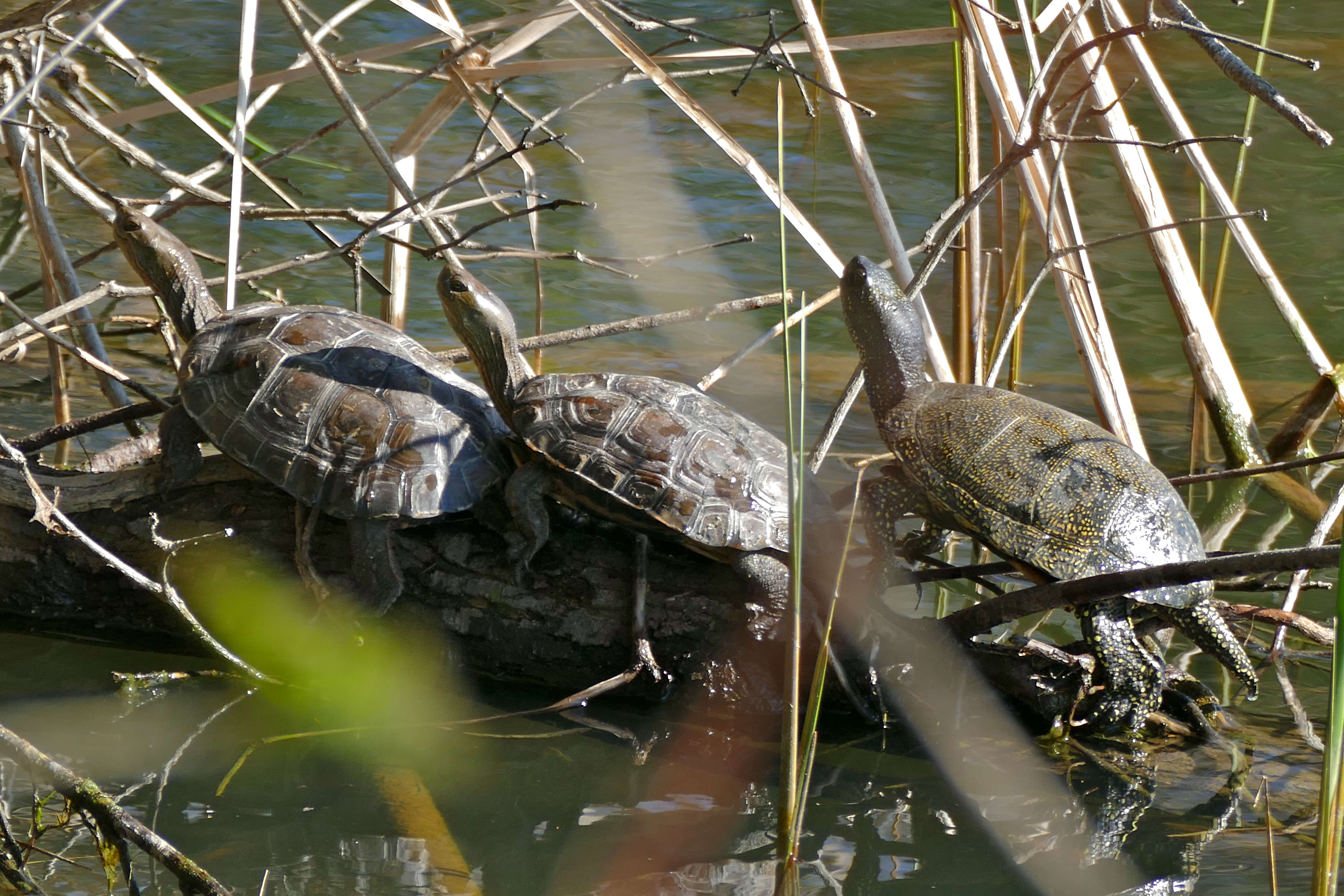 Image of Black-breasted Leaf Turtle