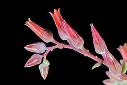 Image of Dudleya