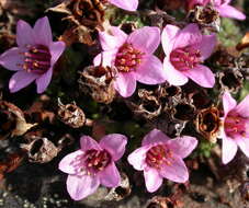 Image of saxifrage