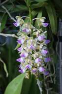 Image of Aerides houlletiana Rchb. fil.