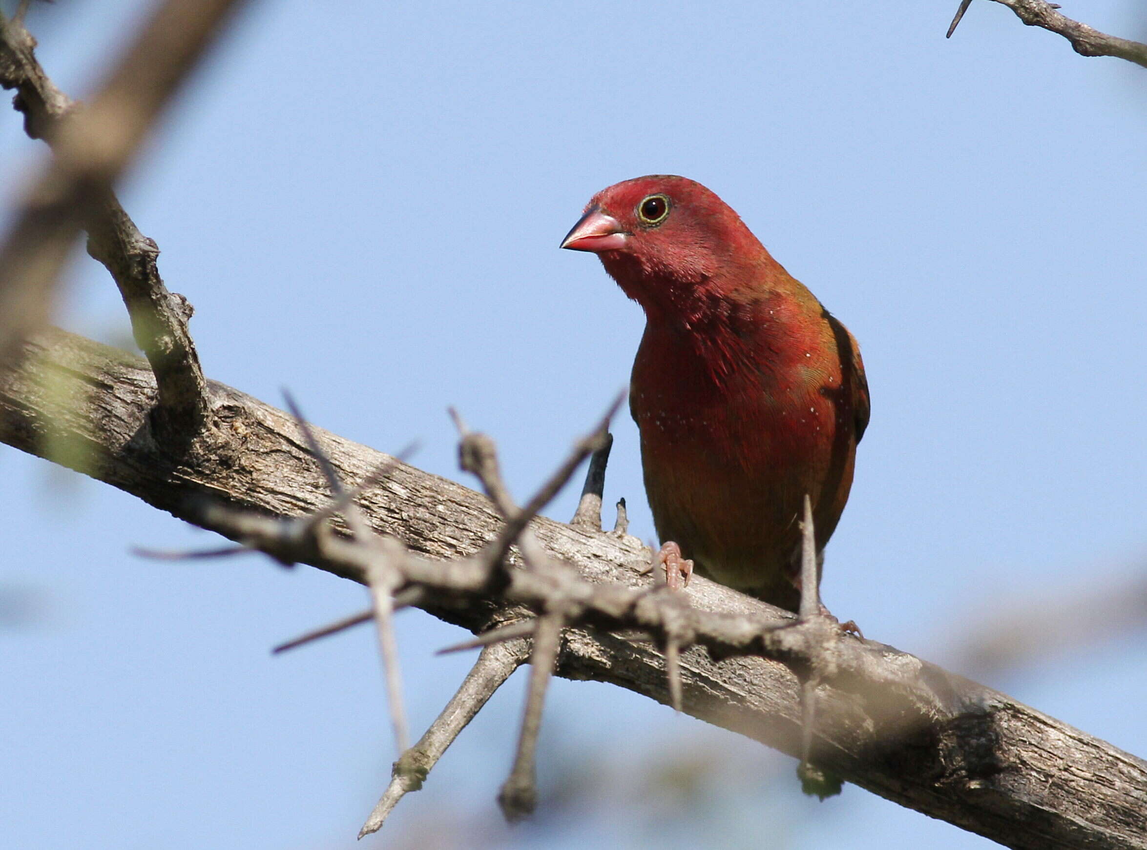 Image of Red-billed Firefinch