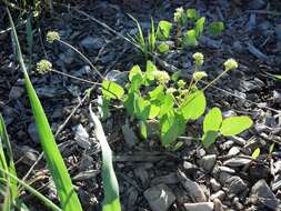 Imagem de Lomatium nudicaule (Pursh) Coult. & Rose