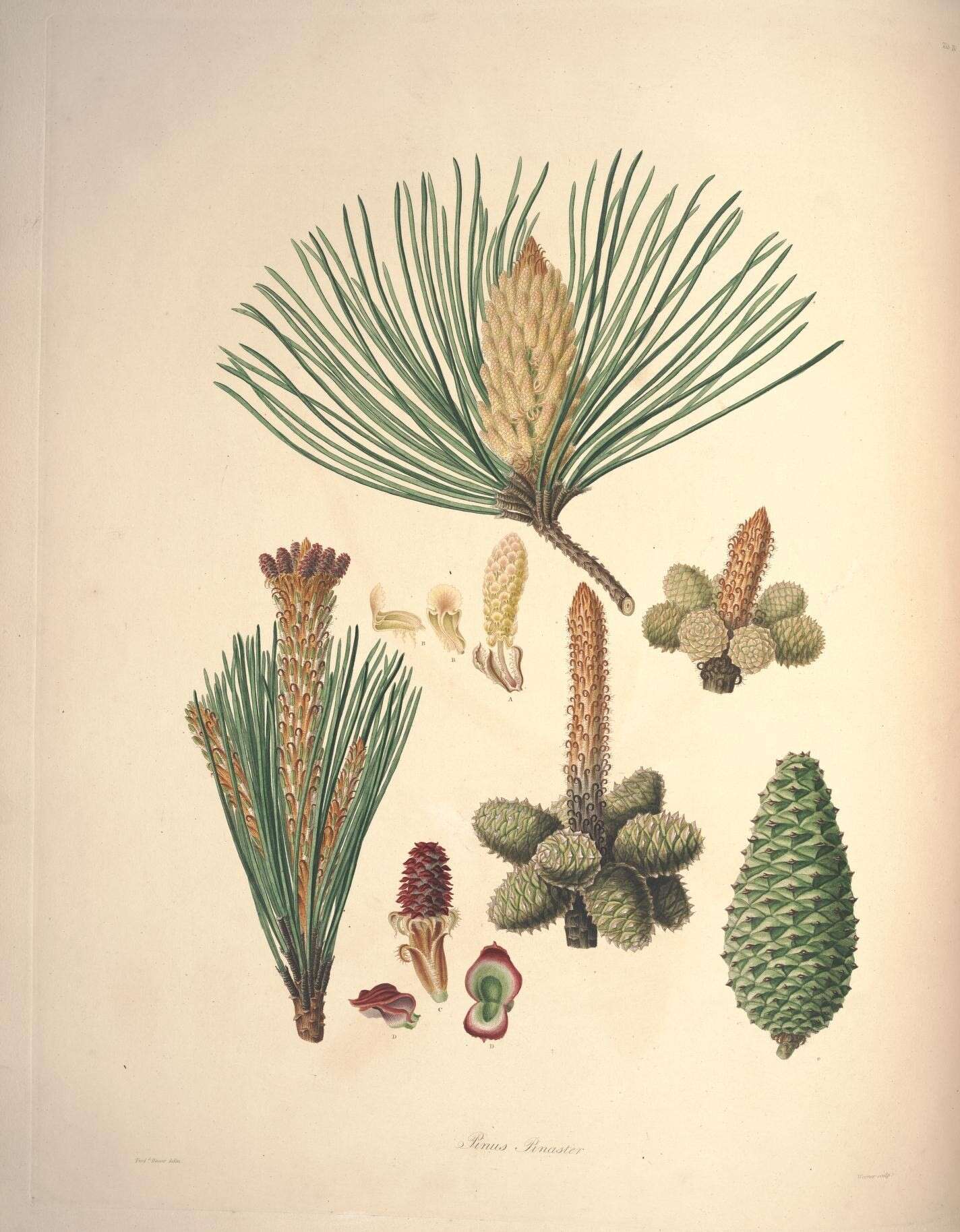 Image of Pine