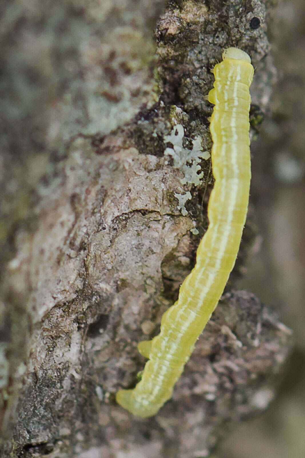 Image of oak