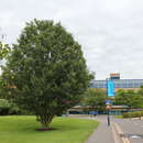 Image of Caucasian zelkova