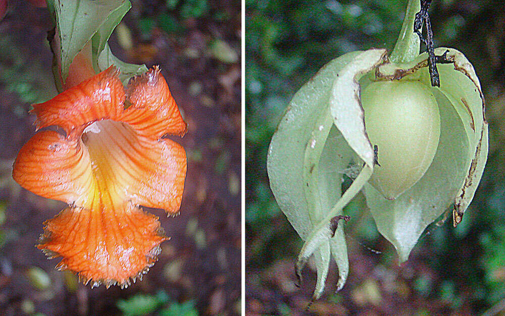 Image de Drymonia rubra C. V. Morton