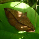 Image of Velvetbean Caterpillar Moth