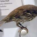 Image of Palmchat