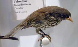 Image of palmchats