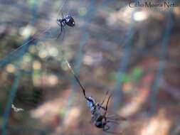 Image of tangle web spiders