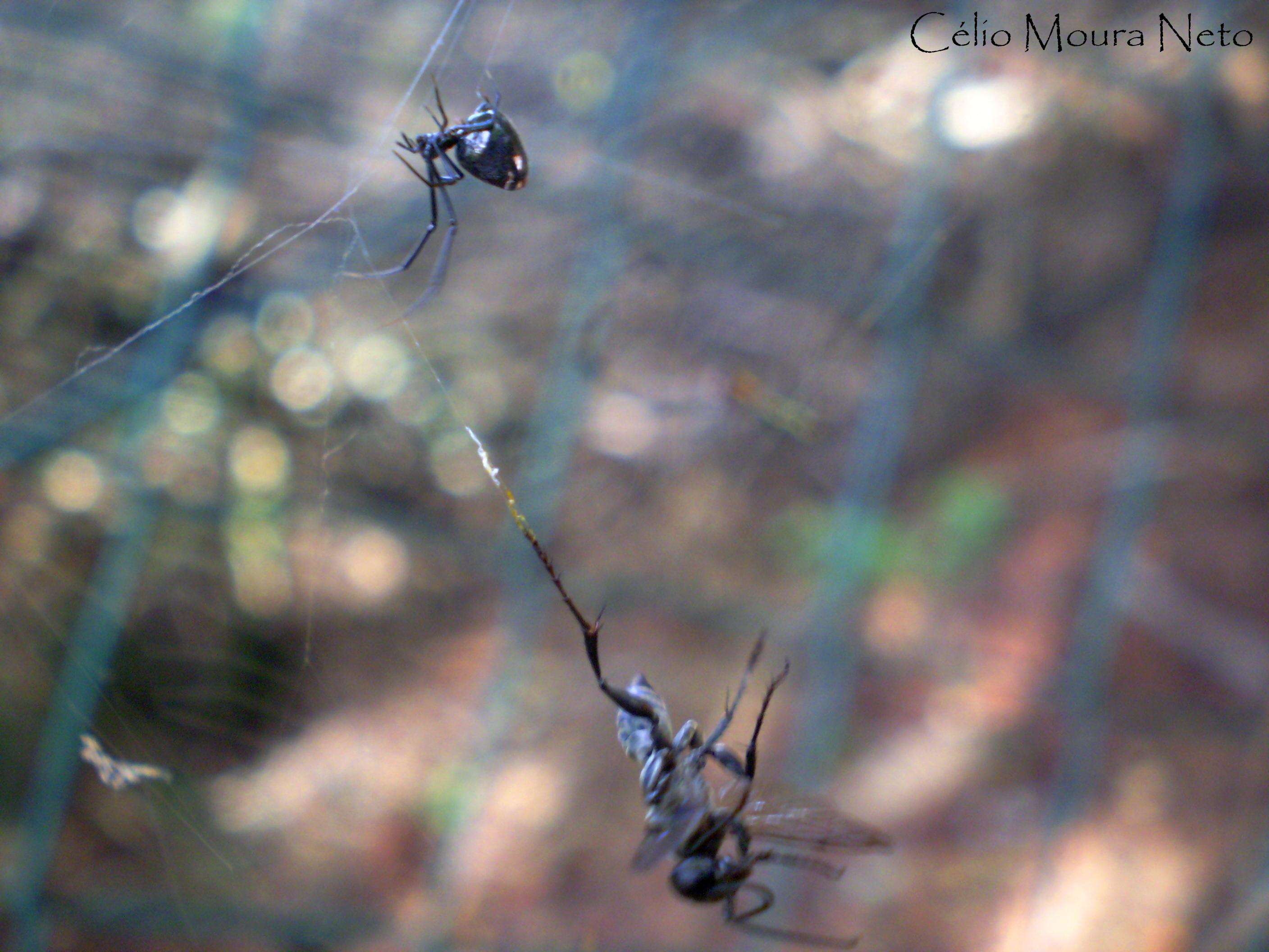 Image of Dewdrop Spiders