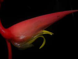 Image of Heliconia trichocarpa G. S. Daniels & F. G. Stiles