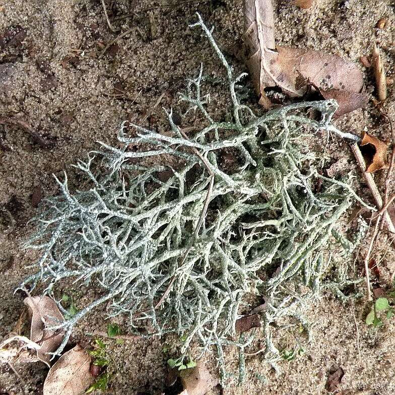 Plancia ëd Cladonia rangiformis